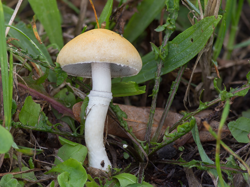 Stropharia coronilla